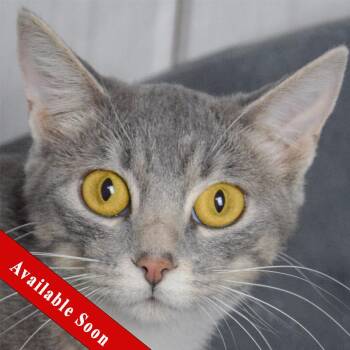 Rescue Tabby and Domestic Short Hair Cats for Adoption in Huntley, Illinois - Princess Leia | PetCurious