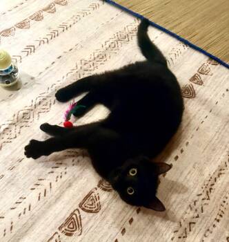 Shadow -  Domestic Short Hair Cat for Adoption in Coatesville, Pennsylvania - Shadow | PetCurious
