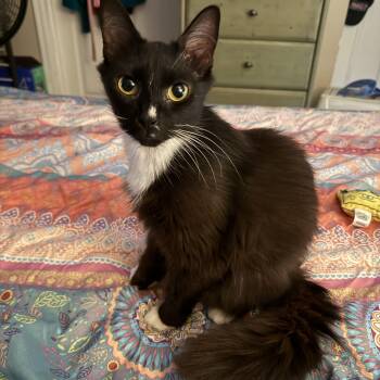 Seera -  Domestic Long Hair and Tuxedo Cat for Adoption in Mastic, New York - Seera | PetCurious