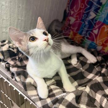 Franky -  Domestic Short Hair Cat for Adoption - Franky | PetCurious