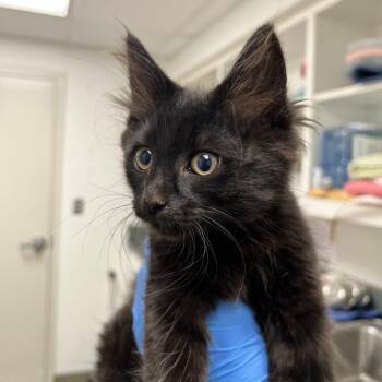 71882 -  Domestic Short Hair Cat for Adoption in Harrisonburg, Virginia - 71882 | PetCurious