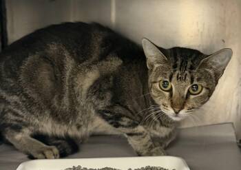 Lola Bunny -  Domestic Short Hair Cat for Adoption in Tom Bean, Texas - Lola Bunny | PetCurious