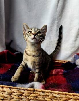 Rescue Domestic Short Hair Cats for Adoption in Georgetown, Ohio - Pugsley | PetCurious