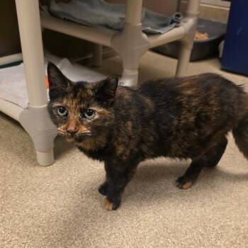 Wicked -  Domestic Short Hair Cat for Adoption in Bristol, Indiana - Wicked | PetCurious