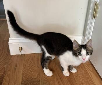 Graham -  Domestic Short Hair Cat for Adoption in Scranton, Pennsylvania - Graham | PetCurious