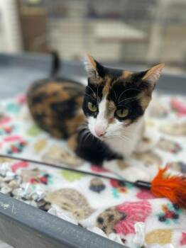 Rosalyn -  Domestic Short Hair Cat for Adoption in Neillsville, Wisconsin - Rosalyn | PetCurious