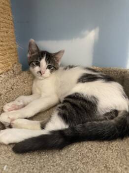 Rescue Domestic Short Hair Cats for Adoption in West Mifflin, Pennsylvania - Odie | PetCurious