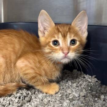Alvin (ORG) -  Domestic Short Hair and Extra Toes Cat Hemingway Polydactyl Cat for Adoption in League City, Texas - Alvin (ORG) | PetCurious