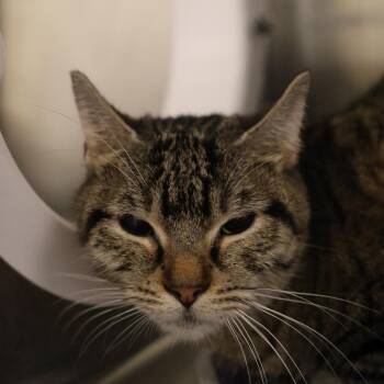 Nala *bonded to Peppa* -  Domestic Short Hair Cat for Adoption in Briarcliff Manor, New York - Nala *bonded To Peppa* | PetCurious