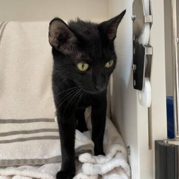 Pink Swimmingo -  Domestic Short Hair Cat for Adoption in Warwick, Rhode Island - Pink Swimmingo | PetCurious