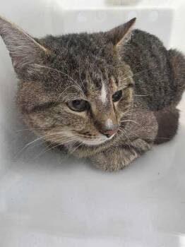 Domestic Short Hair Cats Available for Adoption - Maze | PetCurious