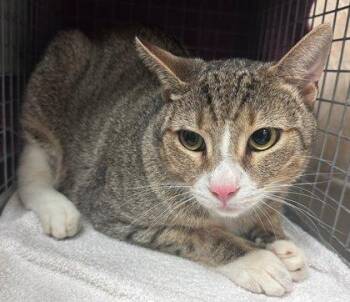 Domestic Short Hair Cats Available for Adoption in Honolulu, Hawaii - Rex | PetCurious