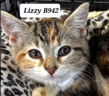 Domestic Medium Hair Cats Available for Adoption in Morganton, North Carolina - Lizzy | PetCurious
