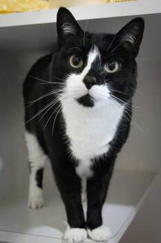 Neville (FCID# 07/15/2021 - 19 Brandywine PS) -  Tuxedo Cat Available for Adoption in Greenville, Delaware - Neville (FCID# 07/15/2021 - 19 Brandywine PS) | PetCurious