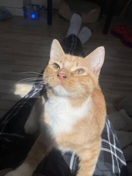 Muffler -  Domestic Short Hair Cat for Adoption in Topeka, Kansas - Muffler | PetCurious