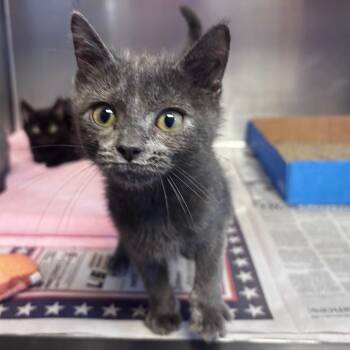 Flannel -  Domestic Short Hair Cat for Adoption in Belleville, Illinois - Flannel | PetCurious
