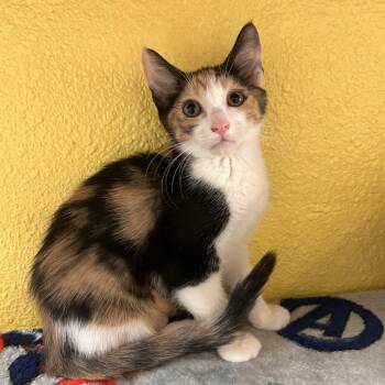 Twizzle -  Domestic Medium Hair Cat for Adoption in Fresno, California - Twizzle | PetCurious