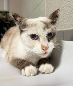 Elvira -  Domestic Short Hair Cat for Adoption in Nashville, Tennessee - Elvira | PetCurious