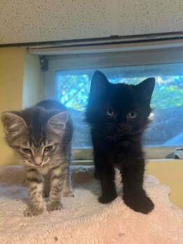 Domestic Short Hair Cats Available for Adoption in Minneapolis, Minnesota - Celso | PetCurious