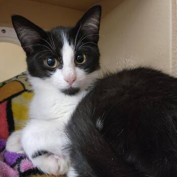 Wadsworth -  Domestic Short Hair Cat for Adoption in Toledo, Ohio - Wadsworth | PetCurious