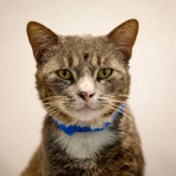 Blastro (Astro) -  Domestic Short Hair Cat for Adoption in Tampa, Florida - Blastro (Astro) | PetCurious