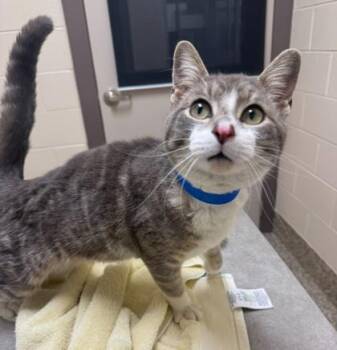 Domestic Short Hair Cats Available for Adoption in Westland, Michigan - Egg Roll | PetCurious