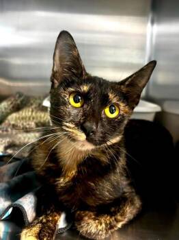 Alice -  Domestic Short Hair Cat for Adoption in Sebastian, Florida - Alice | PetCurious