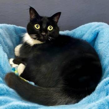 Domestic Short Hair Cats Available for Adoption - Kiki | PetCurious