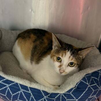 Domestic Short Hair Cats Available for Adoption in Stephenville, Texas - Shawna | PetCurious