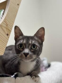 Tabby and Domestic Short Hair Cats Available for Adoption in Dallas, Texas - Edamame | PetCurious