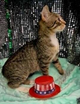 Thelma -  Domestic Short Hair and Tabby Cat for Adoption in Ocean Springs, Mississippi - Thelma | PetCurious