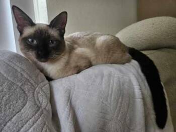 Khepri -  Domestic Short Hair and Siamese Cat for Adoption in Mission Viejo, California - Khepri | PetCurious