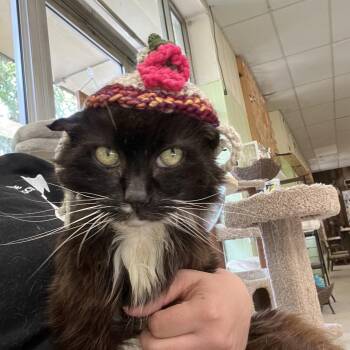 Nathan -  Domestic Medium Hair Cat for Adoption in Mt. Juliet, Tennessee - Nathan | PetCurious
