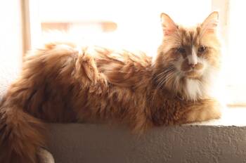 Cometd -  Domestic Long Hair Cat for Adoption in Denver, Colorado - Cometd | PetCurious