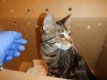 Domestic Short Hair Cats Available for Adoption in San Jose, California - CHIPITA | PetCurious