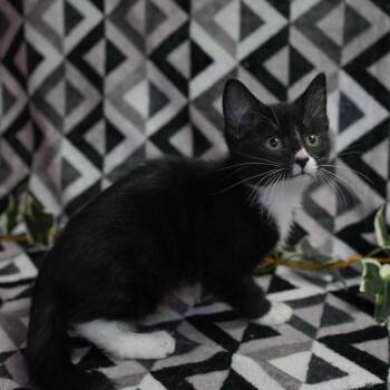 Domestic Short Hair Cats Available for Adoption in Wheaton, Illinois - Ginny | PetCurious
