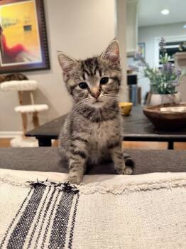 Rescue Domestic Short Hair Cats for Adoption in Ferndale, Michigan - Dimitri | PetCurious