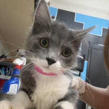 Chloe -  Domestic Short Hair Cat for Adoption in Ardmore, Oklahoma - Chloe | PetCurious
