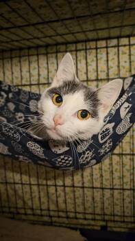 Rescue American Shorthair Cats for Adoption in New York, New York - TEQUILA N – White & Grey Beauty! | PetCurious