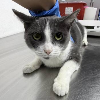 Jeanie -  Domestic Short Hair Cat for Adoption in New York, New York - Jeanie | PetCurious