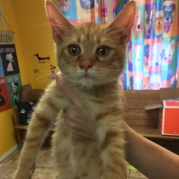 McKay -  Domestic Short Hair Cat for Adoption in Corbin, Kentucky - McKay | PetCurious