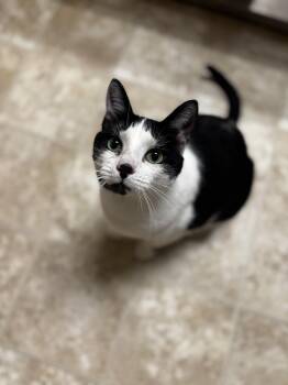 Domestic Short Hair Cats Available for Adoption - Pebbles | PetCurious