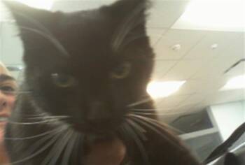 Domestic Short Hair Cats Available for Adoption in Charlotte, North Carolina - ROCCO | PetCurious