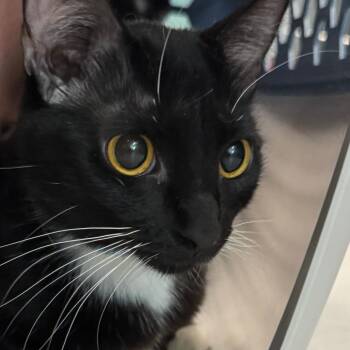 Pearl -  Domestic Short Hair Cat for Adoption in Lakewood, Colorado - Pearl | PetCurious