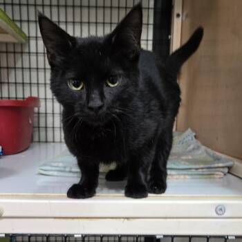 Domestic Short Hair Cats Available for Adoption in Graham, Texas - Archie McPhee | PetCurious