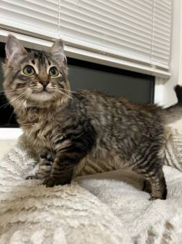 Teddy (& Romeo) -  Domestic Medium Hair Cat for Adoption in Castro Valley, California - Teddy (& Romeo) | PetCurious