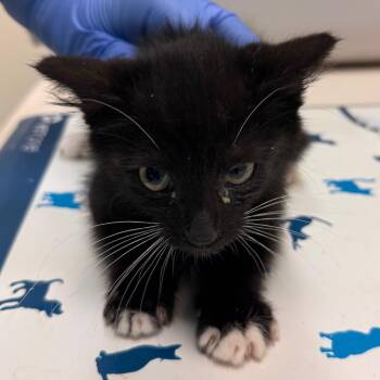 Prune -  Domestic Short Hair Cat for Adoption in Lynchburg, Virginia - Prune | PetCurious