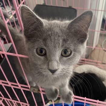 Dixie -  Domestic Short Hair Cat for Adoption in Dayton, Ohio - Dixie | PetCurious