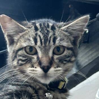 Leo -  Domestic Short Hair Cat for Adoption in Veneta, Oregon - Leo | PetCurious