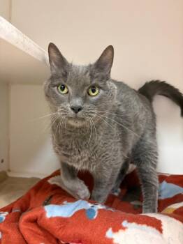 Tom (Princeton) -  Domestic Medium Hair Cat Available for Adoption in Johnson City, Tennessee - Tom (Princeton) | PetCurious